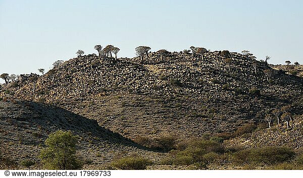 Köcherbaumwald  Keetmanshoop  Karas-Region  Namibia  Afrika