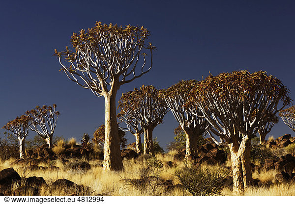 Köcherbaumwald Keetmanshoop Namibia Afrika