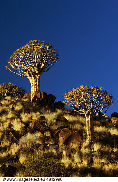 Köcherbaumwald Keetmanshoop Namibia Afrika