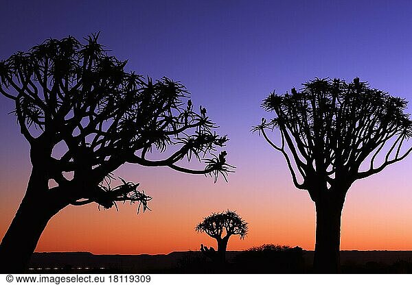 Köcherbaumwald  Keetmanshop (Aloe dichodoma)  Köcherbaum  Namibia  Afrika