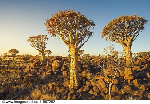 Köcherbaumwald  Südnamibia  Afrika. Blühende Aloe.