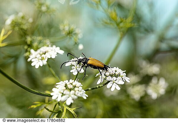 Käfer auf Blüten  Deutschland  Europa