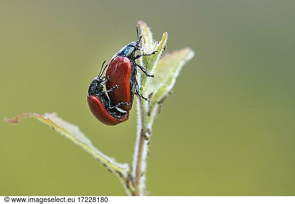 Käfer bei der Paarung  Wagenfeld  Niedersachsen  Deutschland  Europa