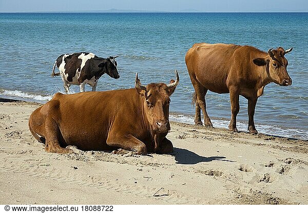 Kühe am Strand  nahe bei Kalogria  Achaia  Peloponnes  Griechenland  K?he  Europa