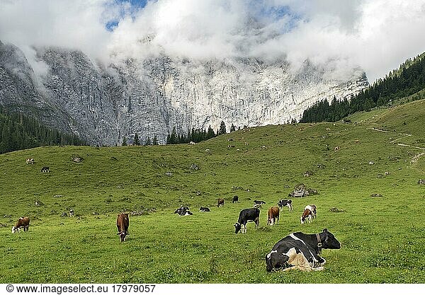 Kühe auf der Weide  Holstein-Rind und Tiroler Fleckvieh  Eng-Alm  dahinter Karwendelgebirge  Hinterriss  Tirol  Österreich  Europa