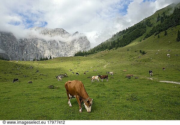 Kühe auf der Weide  Tiroler Fleckvieh und Holstein-Rind  Eng-Alm  dahinter Karwendelgebirge  Hinterriss  Tirol  Österreich  Europa