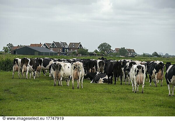 Kühe auf der Weise  dahinter charakteristische Wohnhäuser  Halbinsel Marken  Noord-Holland  Niederlande  Europa