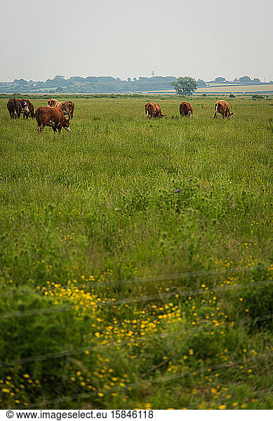 Kühe auf einem Feld entlang der Küste von Norfolk