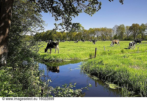 Kühe auf einer Wiese  gesehen vom Naturschutzgebiet Coendersbos in der Nähe des niederländischen Dorfes Nuis.
