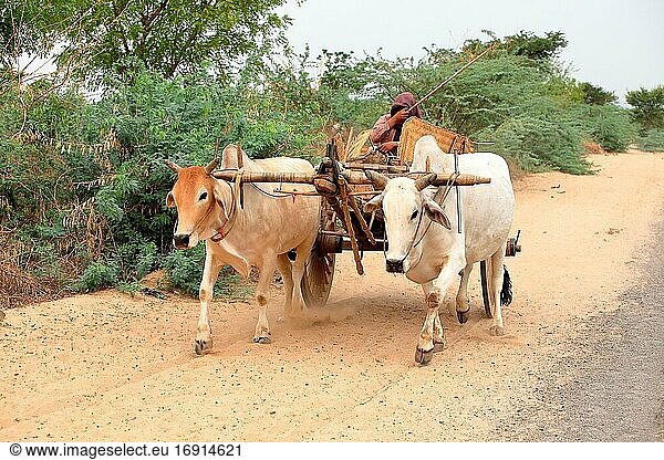 Kühe  die einen Wagen auf einer Schotterstraße ziehen  Bagan  Myanmar  Birma