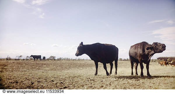 Kühe in einer ländlichen Buschlandschaft.