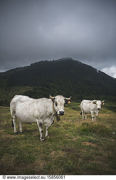 Kühe mit Kuhglocken  die in die Pyrenäen starren