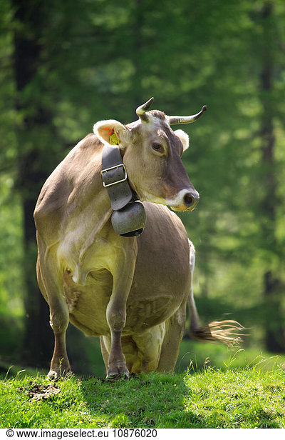Kühe mit Kuhglocken  die seitwärts blicken  Schweizer Alpen  Schweiz