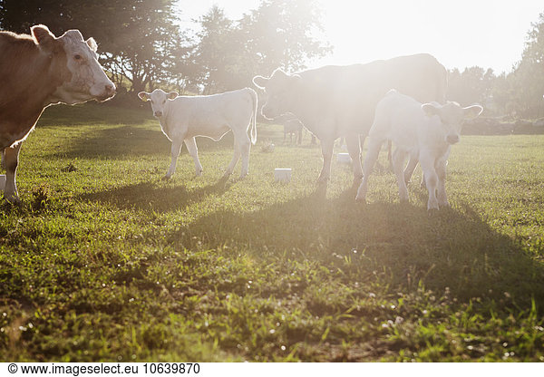 Kühe und Kälber auf dem Bauernhof
