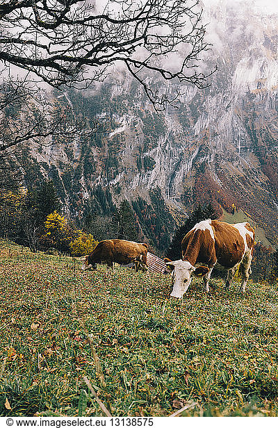 Kühe weiden auf grasbewachsenem Berg