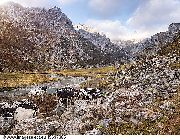 Kühe weiden im Naturpark Adamello  Italien