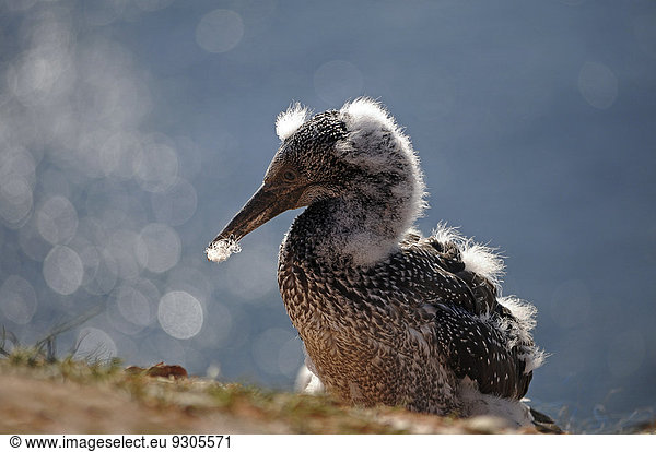 Küken Basstölpel (Morus bassanus) Helgoland Schleswig-Holstein Deutschland