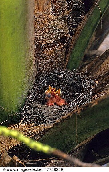 Küken der Rotbauchdrossel (Turdus rufiventris)  bettelnd im Nest  nistend in einer Palme  Brasilien  Südamerika