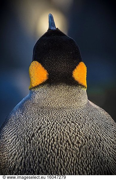 Königspinguin (Aptenodytes patagonicus)  Detailansicht  Kopf von hinten  Volunteer Point  Falkland Inseln  Grossbritannien