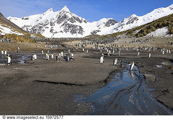 Königspinguine (Aptenodytes patagonicus) überqueren einen Fluss  Rechte Walbucht  Südgeorgien  Antarktis  Polargebiete