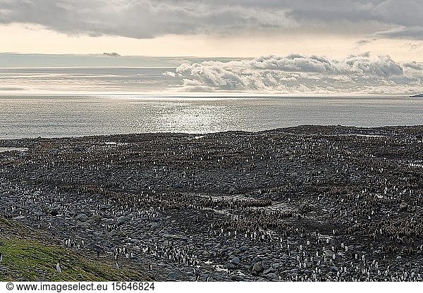 Königspinguine (Aptenodytes patagonicus)  Bordkolonie mit erwachsenen und jungen Tieren  St. Andrews Bay  Südgeorgien  Südgeorgien und die Südlichen Sandwichinseln  Antarktis