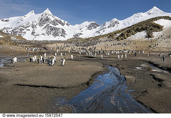 Königspinguine (Aptenodytes patagonicus)  Rechte Walbucht  Insel Südgeorgien  Antarktis  Polargebiete