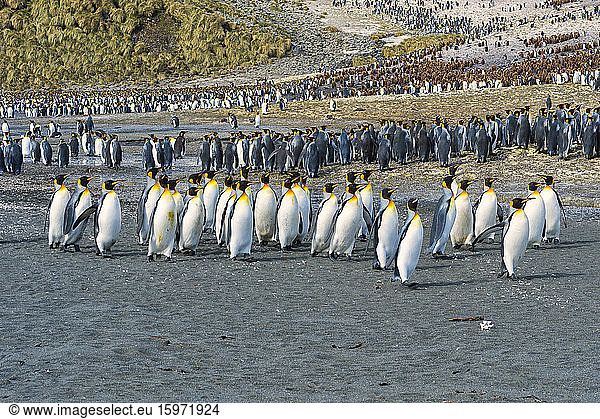 Königspinguinkolonie (Aptenodytes patagonicus)  Rechte Walfischbucht  Südgeorgien  Antarktis  Polargebiete