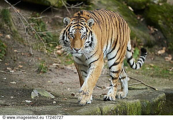Königstiger (Panthera tigris tigris)  captive  Deutschland  Europa