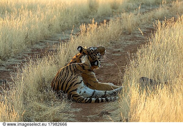 Königstiger (Panthera tigris tigris) Kratzt sich am Kopf mit Hinterpfote  Tiger Canyon Farm  Philippolis  Südafrika