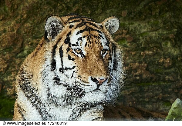 Königstiger (Panthera tigris tigris)  Porträt  captive  Deutschland  Europa