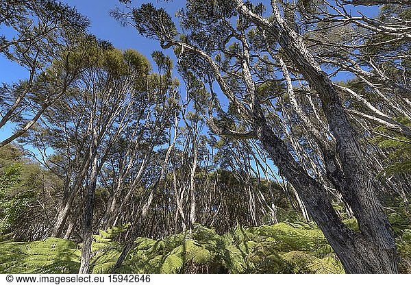 K?nuka Trees and tree fern (Cyathea medullaris)  Abel Tasman Coastal Track  Abel Tasman National Park  Takaka  Tasman  South Island New Zealand