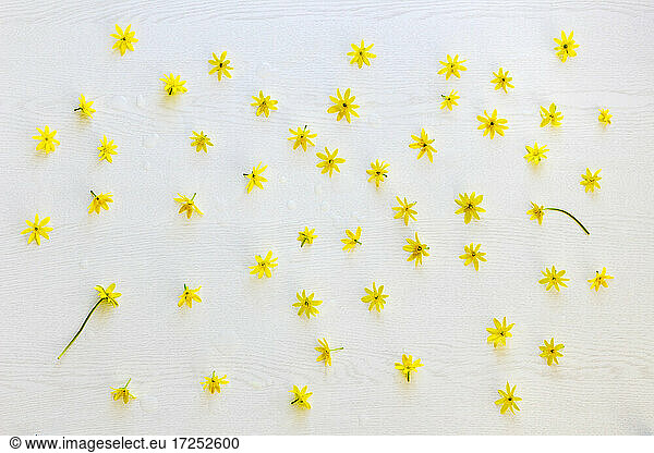 Köpfe von gelb blühendem Scharbockskraut (Ficaria verna) flach auf weißem Hintergrund