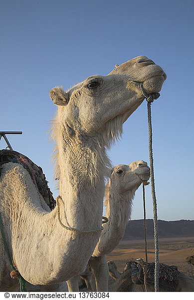 Köpfe von Kamelen Wüste Sahara Zagora  Marokko