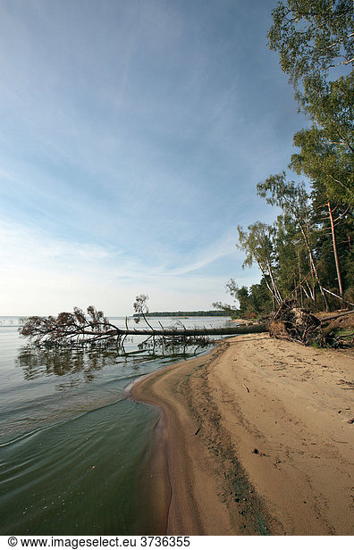 Küste am Kurischen Haff im Nationalpark Kuröiu Nerija auf der Kurischen Nehrung bei Nida in Litauen