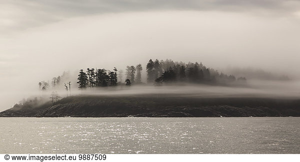 Küste Nebel Insel Kiefer Pinus sylvestris Kiefern Föhren Pinie Wolkengebilde British Columbia Kanada