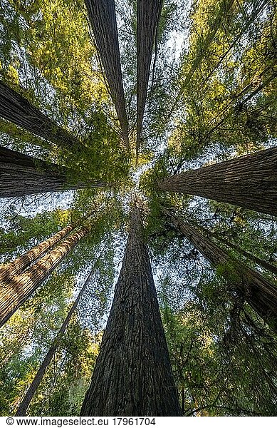 Küstenmammutbäume (Sequoia sempervirens)  Blick nach oben in die sonnendurchfluteten Baumkronen  Jedediah Smith Redwoods State Park  Simpson-Reed Trail  Kalifornien  USA  Nordamerika