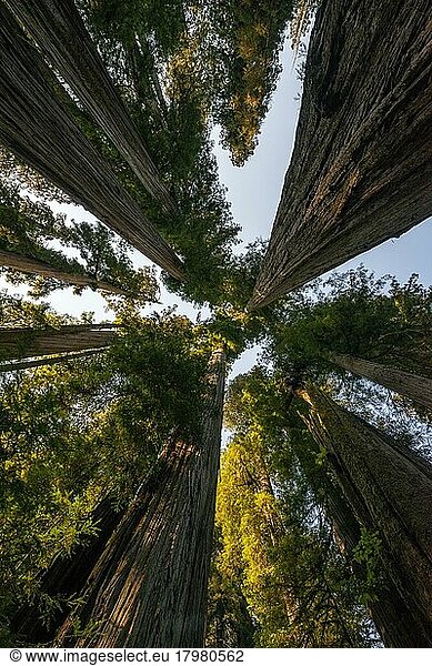 Küstenmammutbäume (Sequoia sempervirens)  Blick nach oben in die sonnendurchfluteten Baumkronen  Jedediah Smith Redwoods State Park  Simpson-Reed Trail  Kalifornien  USA  Nordamerika