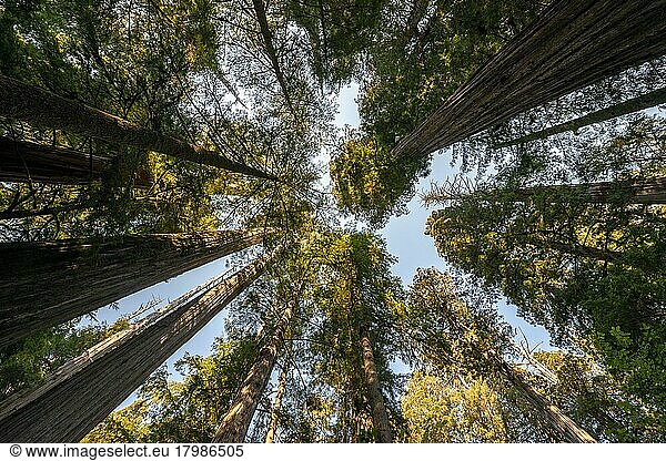 Küstenmammutbäume (Sequoia sempervirens)  Blick nach oben in die sonnendurchfluteten Baumkronen  Jedediah Smith Redwoods State Park  Simpson-Reed Trail  Kalifornien  USA  Nordamerika
