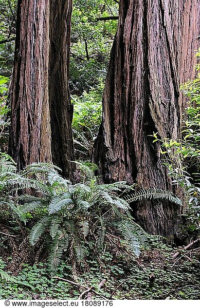Küstenmammutbäume (Sequoia sempervirens)  Redwoods  Muir Woods Nationalpark  Kalifornien  Mammutbaum  Küstenmammutbaum  USA  Nordamerika