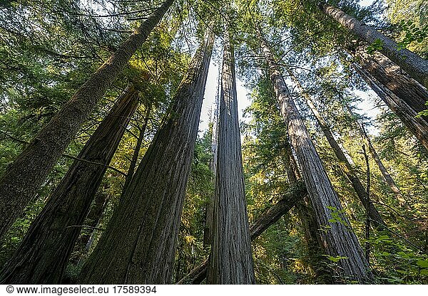 Küstenmammutbäume (Sequoia sempervirens)  Wald mit dichter Vegetation  Jedediah Smith Redwoods State Park  Simpson-Reed Trail  Kalifornien  USA  Nordamerika