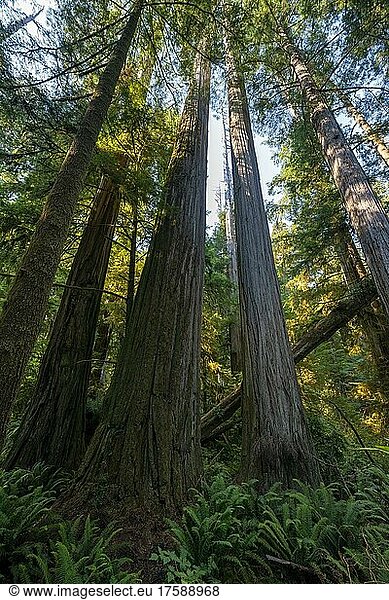 Küstenmammutbäume (Sequoia sempervirens)  Wald mit Farnen und dichter Vegetation  Jedediah Smith Redwoods State Park  Simpson-Reed Trail  Kalifornien  USA  Nordamerika