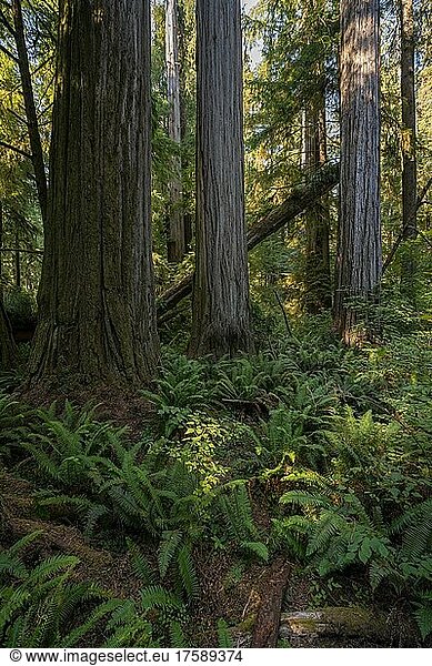 Küstenmammutbäume (Sequoia sempervirens)  Wald mit Farnen und dichter Vegetation  Jedediah Smith Redwoods State Park  Simpson-Reed Trail  Kalifornien  USA  Nordamerika
