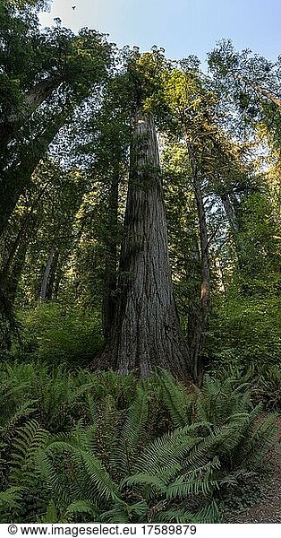 Küstenmammutbäume (Sequoia sempervirens)  Wald mit Farnen und dichter Vegetation  Jedediah Smith Redwoods State Park  Simpson-Reed Trail  Kalifornien  USA  Nordamerika