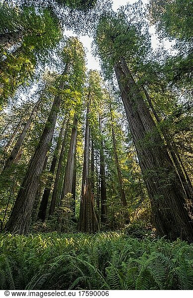 Küstenmammutbäume (Sequoia sempervirens)  Wald mit Farnen und dichter Vegetation  Jedediah Smith Redwoods State Park  Simpson-Reed Trail  Kalifornien  USA  Nordamerika