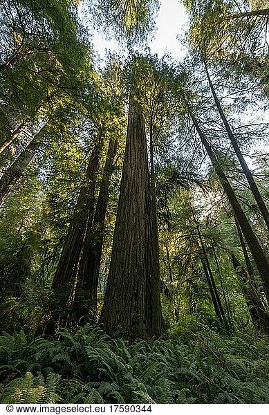 Küstenmammutbäume (Sequoia sempervirens)  Wald mit Farnen und dichter Vegetation  Jedediah Smith Redwoods State Park  Simpson-Reed Trail  Kalifornien  USA  Nordamerika
