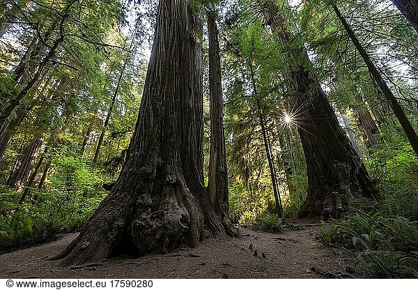 Küstenmammutbäume (Sequoia sempervirens)  Wald mit Farnen und dichter Vegetation  Sonnenstern  Jedediah Smith Redwoods State Park  Simpson-Reed Trail  Kalifornien  USA  Nordamerika
