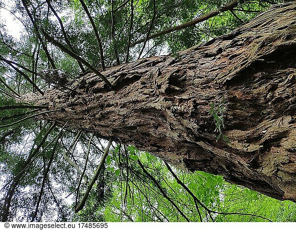 Küstenmammutbaum (Sequoia sempervirens)  Exotenwald  Weinheim  Baden-Württemberg  Deutschland  Europa