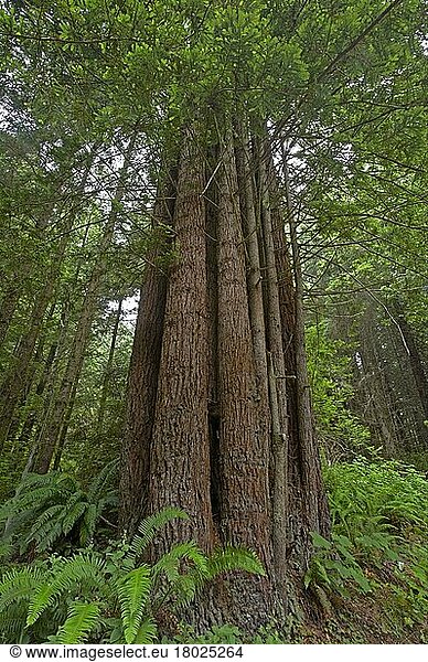 Küstenmammutbaum (Sequoia sempervirens)  Küsten-Mammutbaum  Zypressengewächse  Coastal Redwood trunk  regrowth from old logged stump  Redwood N. P. California (U.) S. A
