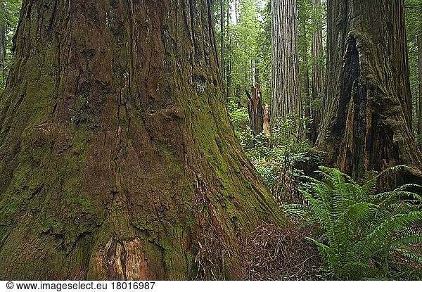 Küstenmammutbaum (Sequoia sempervirens)  Küsten-Mammutbaum  Zypressengewächse  Coastal Redwood trunks  in forest habitat  Stout Grove  Redwood N. P. California (U.) S. A