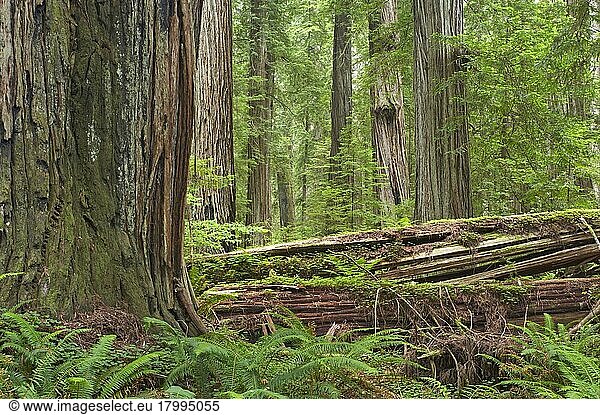 Küstenmammutbaum (Sequoia sempervirens)  Küsten-Mammutbaum  Zypressengewächse  Coastal Redwood trunks  in forest habitat with rotting logs  Stout Grove  Redwood N. P. California (U.) S. A